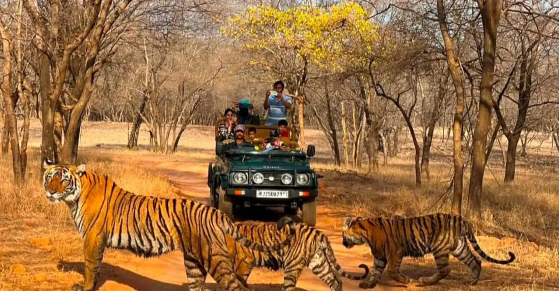 Tiger at Ranthambore